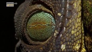 Hat Malaysia Regenwald?