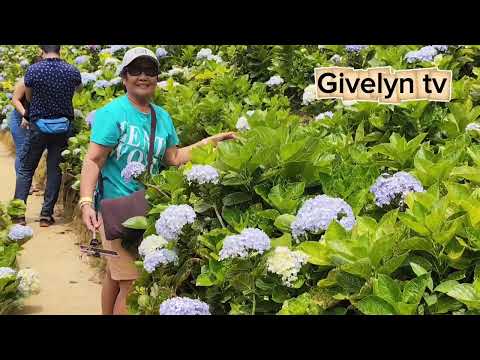 ❗A Beautiful flower garden from Alejandra and Sirao 🌸🌷🌹🌻🪻🌼❗