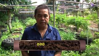 รายการ คนไทยหัวใจเกษตร วันที่ 25 พฤษภาคม 2559  B3