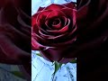 Frozen Rose AI Art
