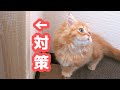 【猫の爪とぎ】がひどいので対策してみた【マンチカンの子猫】/The nails on the wall are terrible, so I tried to take measures
