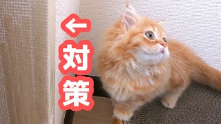 【猫の爪とぎ】がひどいので対策してみた【マンチカンの子猫】/The nails on the wall are terrible, so I tried to take measures