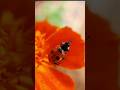 #ladybug #insects #nature #photography #youtubeshorts #ytshorts #coccinelle #cute #macro #دعسوقة 🐞🐞