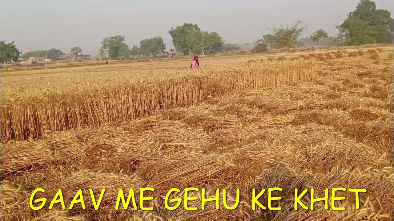 gehu ka khet, gehu ka field, gaav me gehu ki kheti , gaav ki khabar