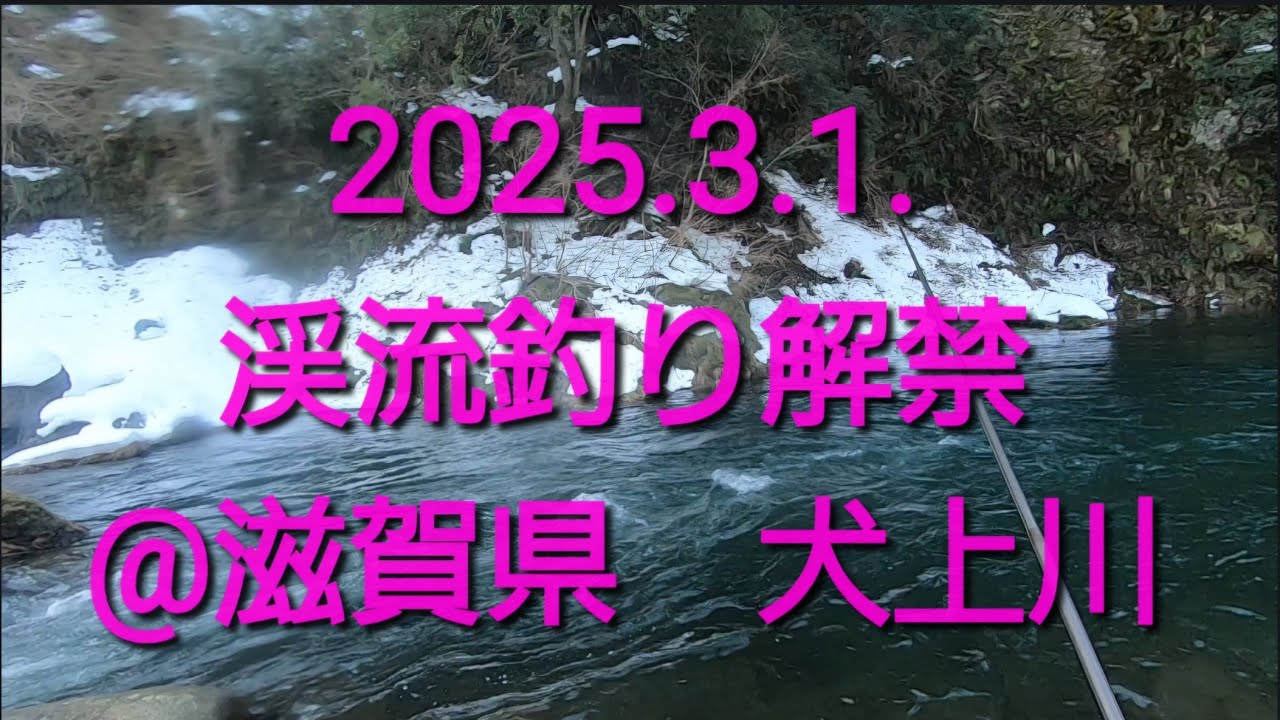 2025 渓流釣り解禁‼️（3/1 滋賀県　犬上川）