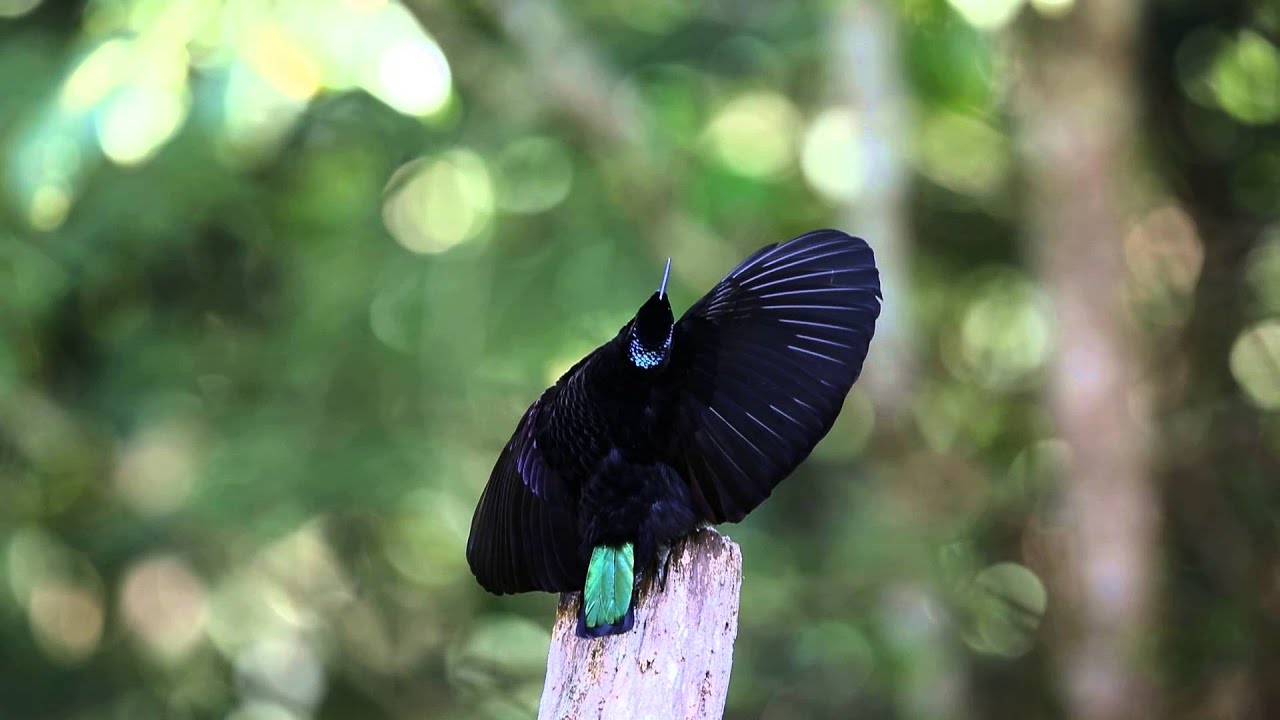 熱帯の極楽鳥、羽根が黒すぎてヤバイ!光の99.95%を吸収する究極