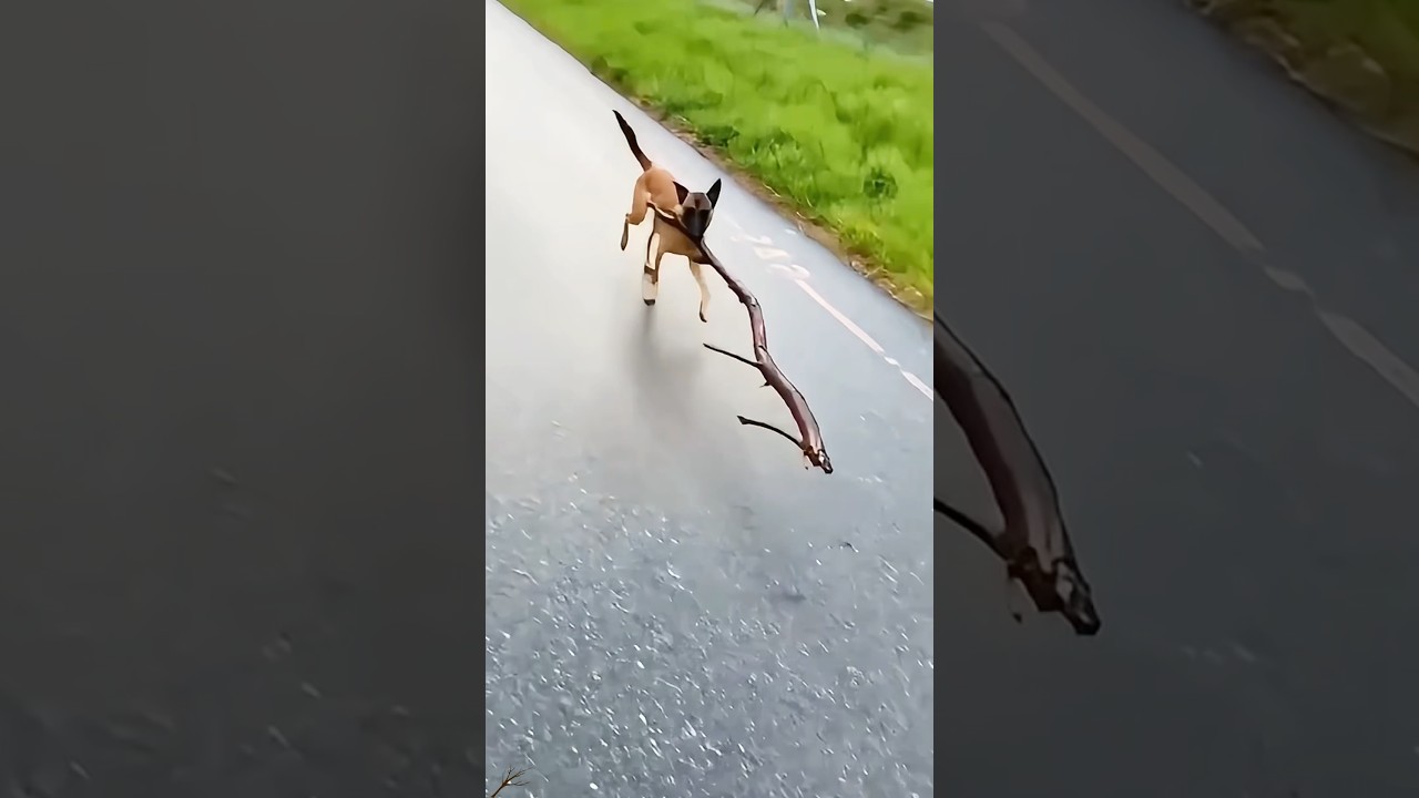 Dogs like sticks 😂 