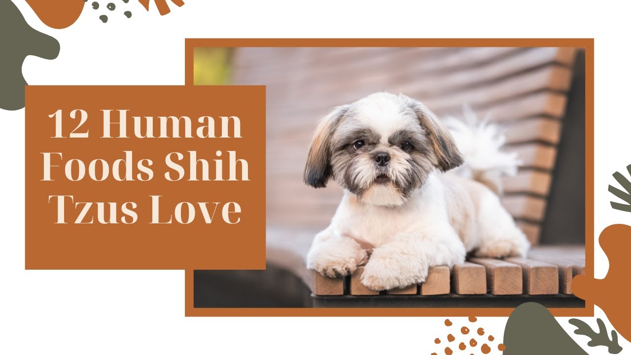 12 Healthy Human Foods Shih Tzus Love YouTube