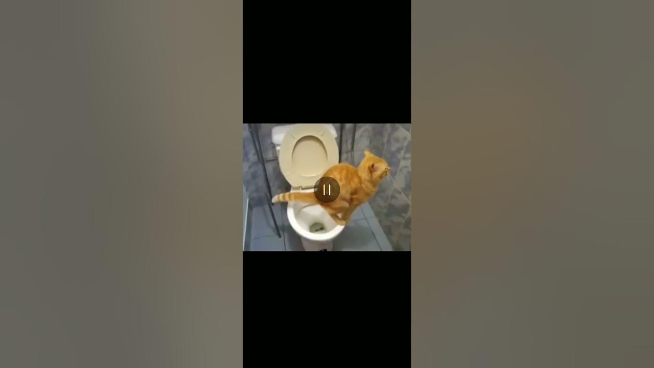кот срёт в туалете - YouTube
