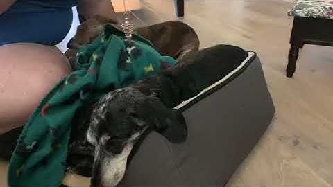 Pendulum  Muscle Testing