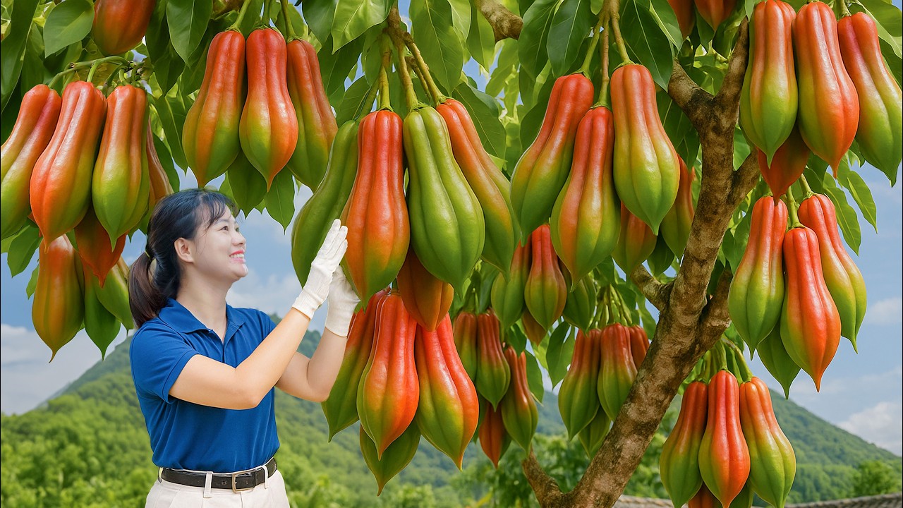 Harvesting Rare Peppers from the Cold Northeastern Region | The Most Expensive Fruit on the Market