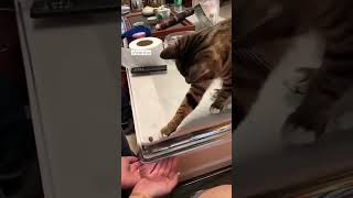 Cats vs Random Household Objects! #cats #catsofinstagram #catstagram #funnycats #catlover #catlife