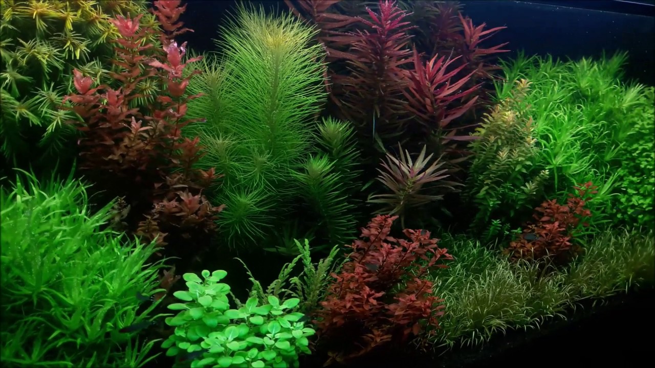 Planted Fish Tank without co2 YouTube