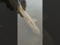 MONSTER SNOEK TERUGZETTEN😱