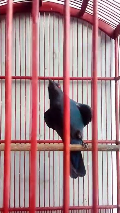 Cucak biru teler bangil jawa timur