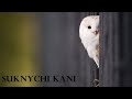 Suknychi kani  a bird story  best konkani song  chikoo studios