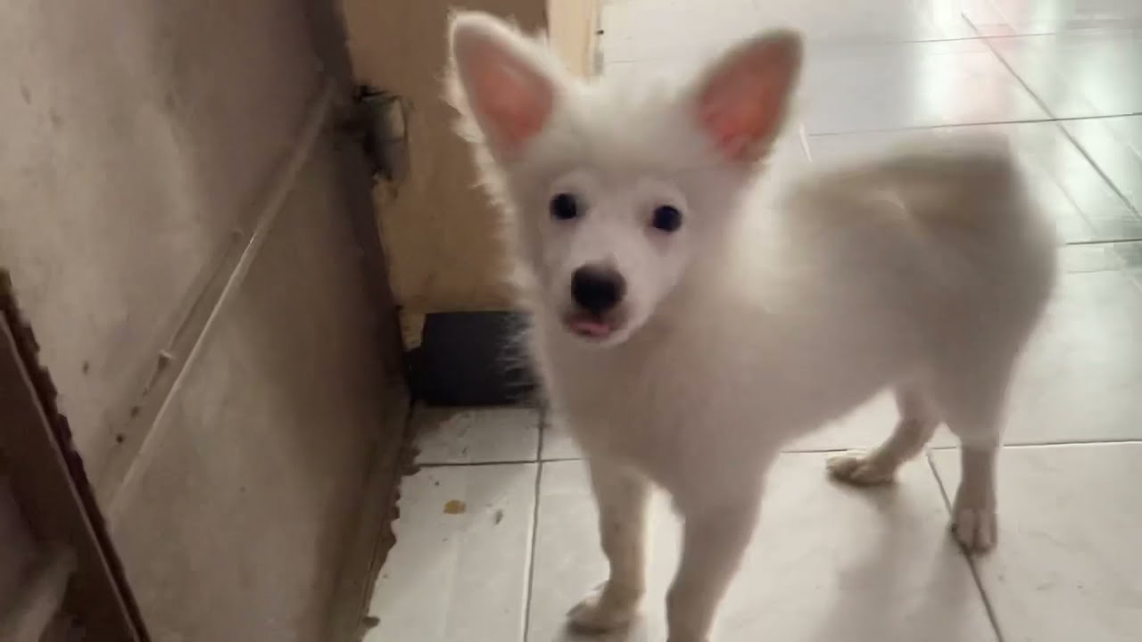 Cute Indian Spitz Is Not Letting His Father To Go Out Hanzu Youtube