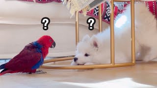 When Puppies and Birds Are Together by 사모예드 티코 9,049 views 2 months ago 6 minutes, 6 seconds