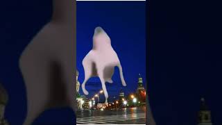 Собака танцует на красной площади под треком Кострома
