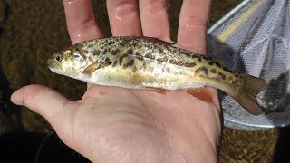 Stocking tiger trout into Saint Mary's Lake in Colorado