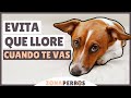 ANSIEDAD POR SEPARACIÓN: evita que tu perro LLORE CUANDO TE VAS