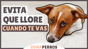 ¿Cómo puedo calmar la ansiedad de mi perro cuando me voy?