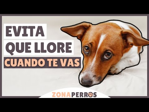 Video: 23 fotos de mamás de animales cansados para compartir con tu madre