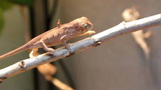 Newborn Chameleons