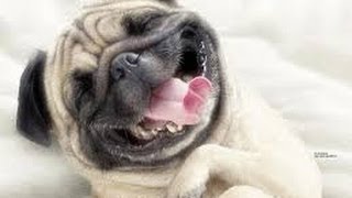 Самые смешные приколы на СУПЕР ПРИКОЛАХ ! Самые смешные приколы на СУПЕР ПРИКОЛАХ !