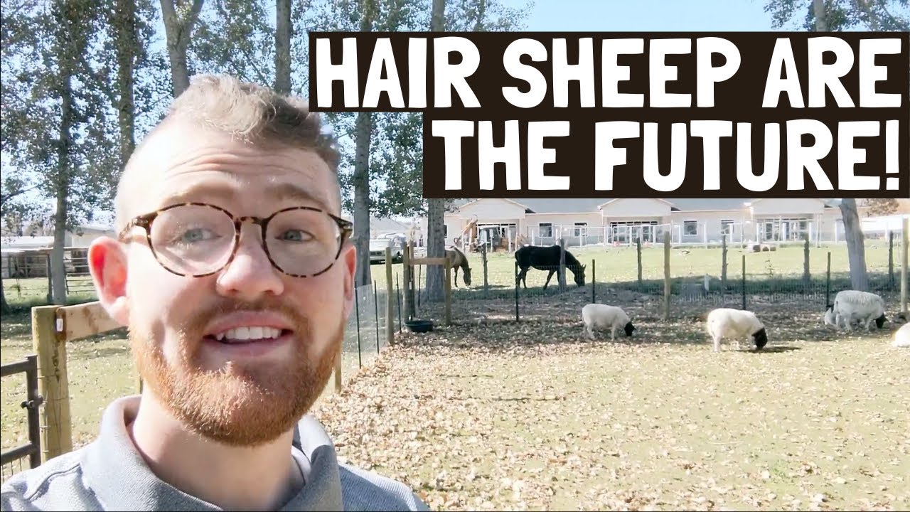 Hair Sheep are Meat Sheep | The FUTURE of Meat Sheep!