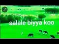 Salale Biyya Koo