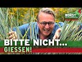 Ich habe es getestet - 5 Pflanzen für Trockenheit und Hitze | Horst sein Schrebergarten