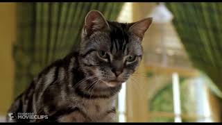 Stuart Little (1999) - A Mouse With a Pet Cat Scene (3/10) - Movieclips