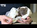 Meet Mini, the brave koala joey.