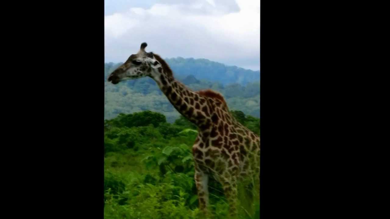 gaming logo Giraffe in Arusha National Park, Tanzania
