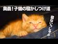 過酷！子猫たちの寝かしつけに失敗　Putting the kitties to sleep
