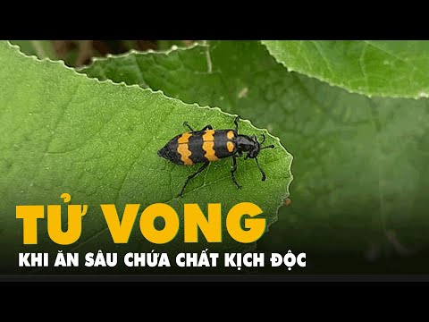 Video Một người tử vong khi nướng ăn loài sâu chứa độc gấp... - youtube