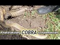 Kinakatakutang cobra sa kalamansian  tropang rex tuklaw