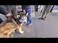 Husky makes Everyone he Meets come and say Hello, People are so Friendly