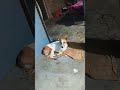 Tommy ki Masti @rajani kumari Jaat 026