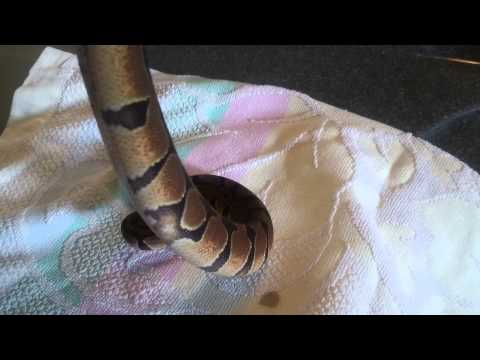 Wildtype ballpython hatchling