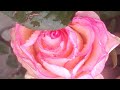Garden lover is live welcome everyone