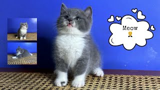 Non-stop playing with our tuxedo kitten by Raven’s Cattery 47 views 4 months ago 2 minutes, 3 seconds