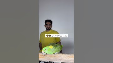 ببغاء يقرأ سورة الإخلاص  ماشاء الله ❤️ #كيمياء