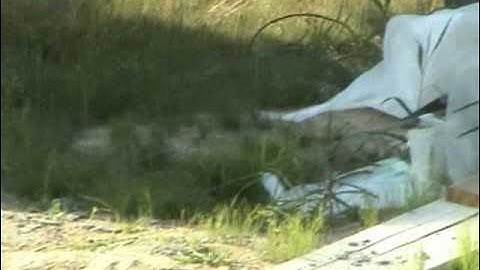 fledging tree swallows