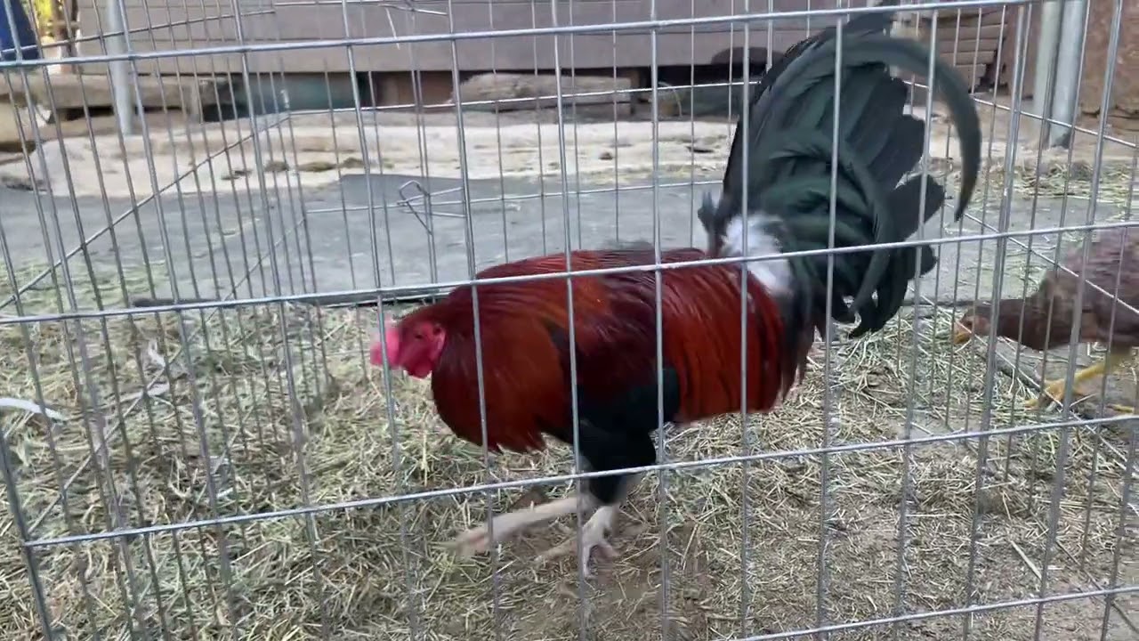 Cowan Gonzalez Farm Gallos Disponibles YouTube