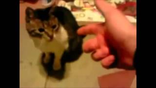Животные приколы 2014 Животные приколы 2014