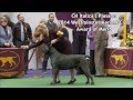 2014 Westminster Kennel Club - CH Italica&#39;s Piasano