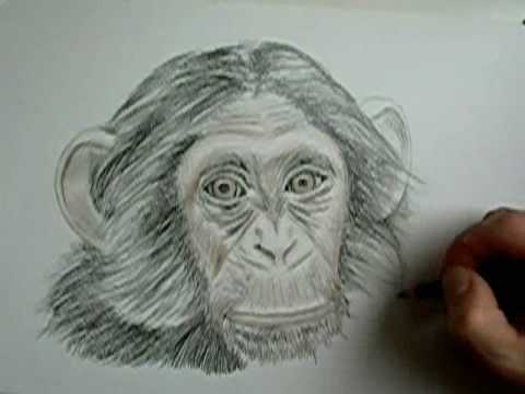 Šimpanz Damian (16x speed-up, how to draw chimpanzee) - YouTube