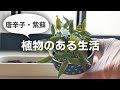 【家庭菜園】唐辛子・シソの栽培、はじめました。《植物のある生活》